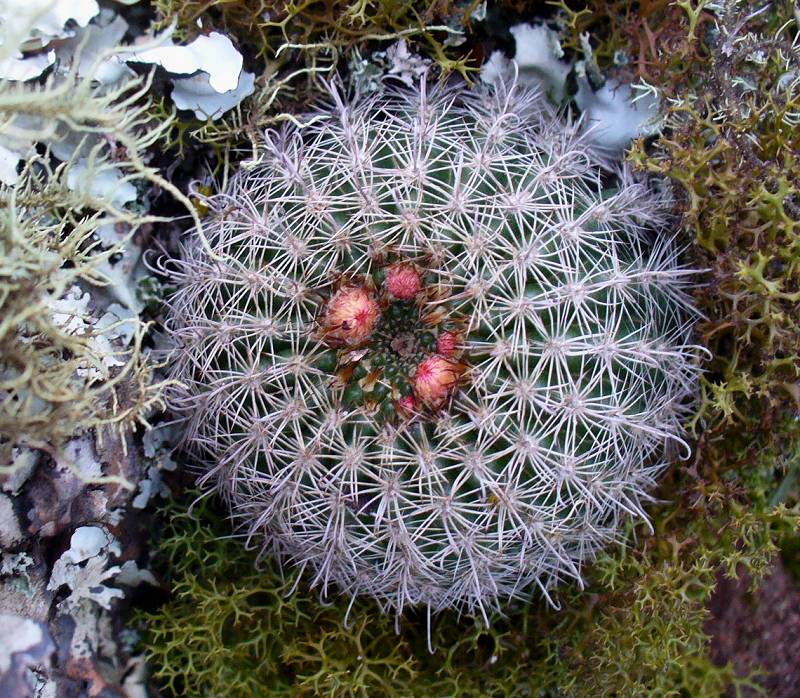 Notocactus alacriportanus Foto N. Gerloff